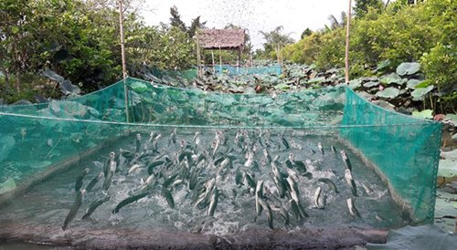 Cá lóc “bay” tại Cồn Sơn